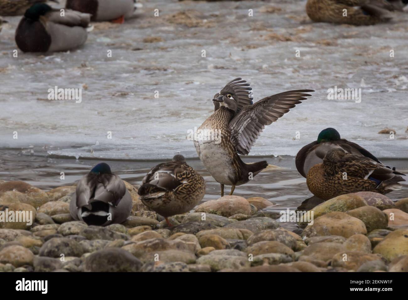 Wood Duck Female (Aix sponsa) stretching its wings during winter on a river with ice, snow, rocks and sleeping mallards (Anas platyrhynchos) in Canada Stock Photo