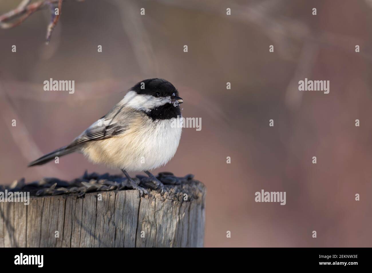 Black-capped Chickadee (Poecile atricapillus) eating sunflower seeds on a log during winter in Canada Stock Photo