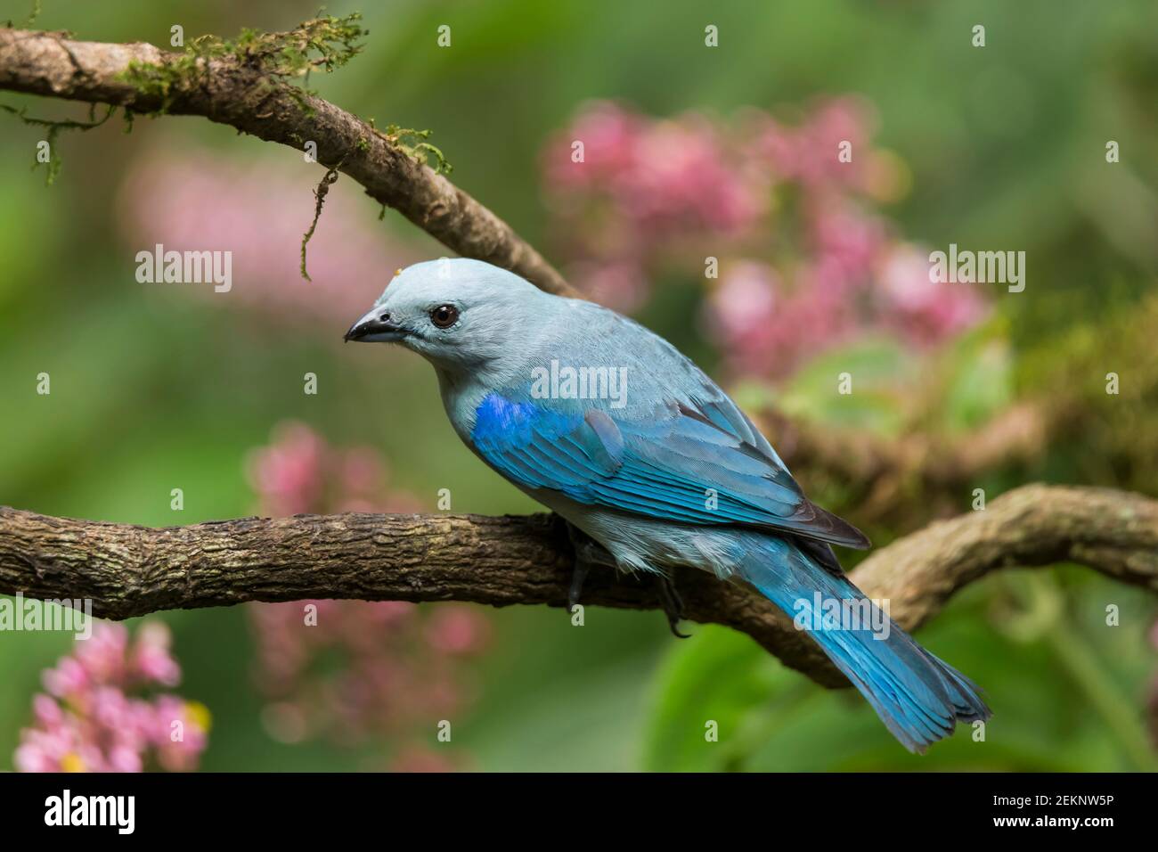 Blue-gray Tanager (Thraupis Episcopus) perched on a branch with pink flowers on the background in the rainforest Stock Photo