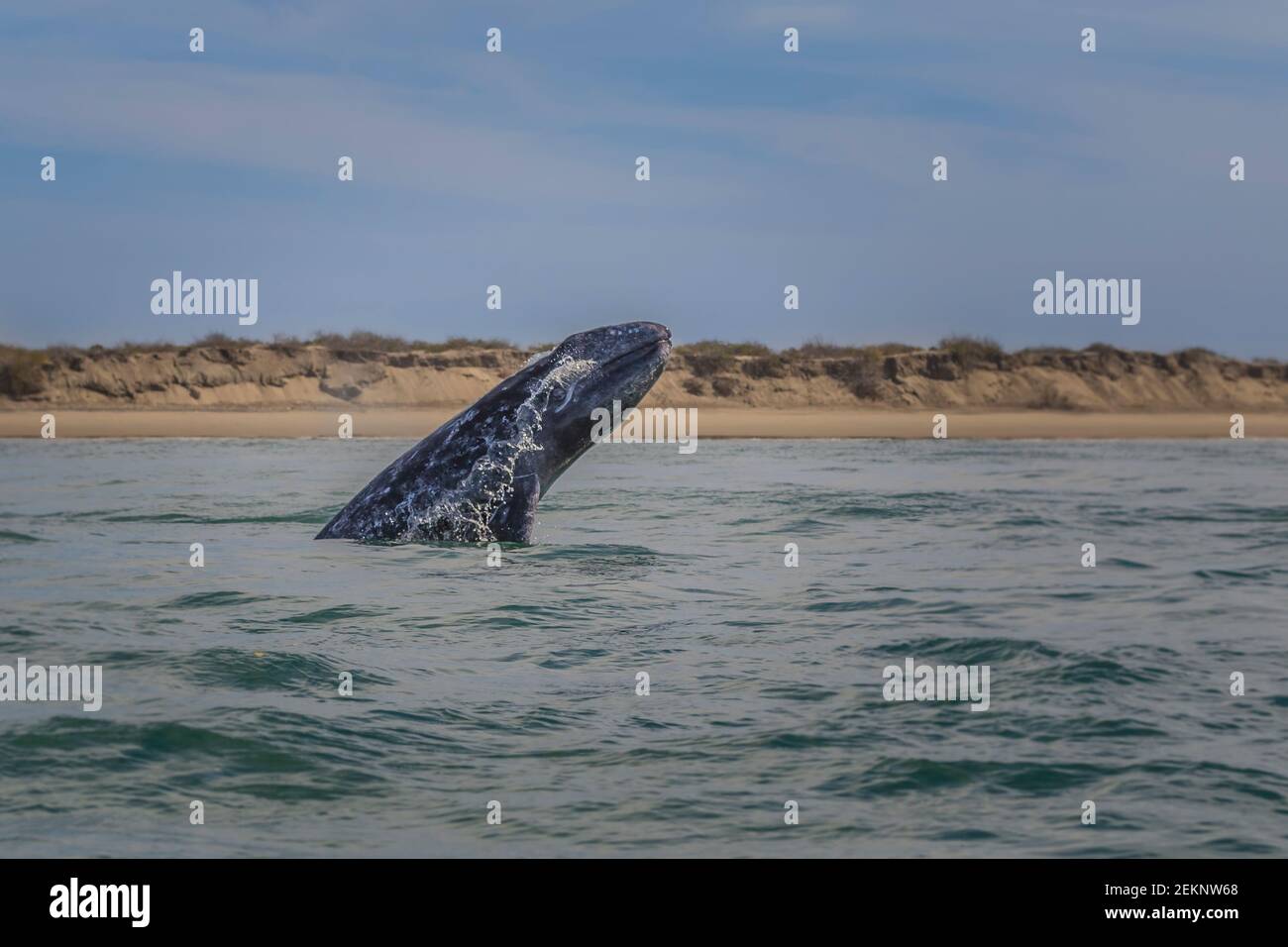 An adult Gray Whale breaching close to our boat Stock Photo
