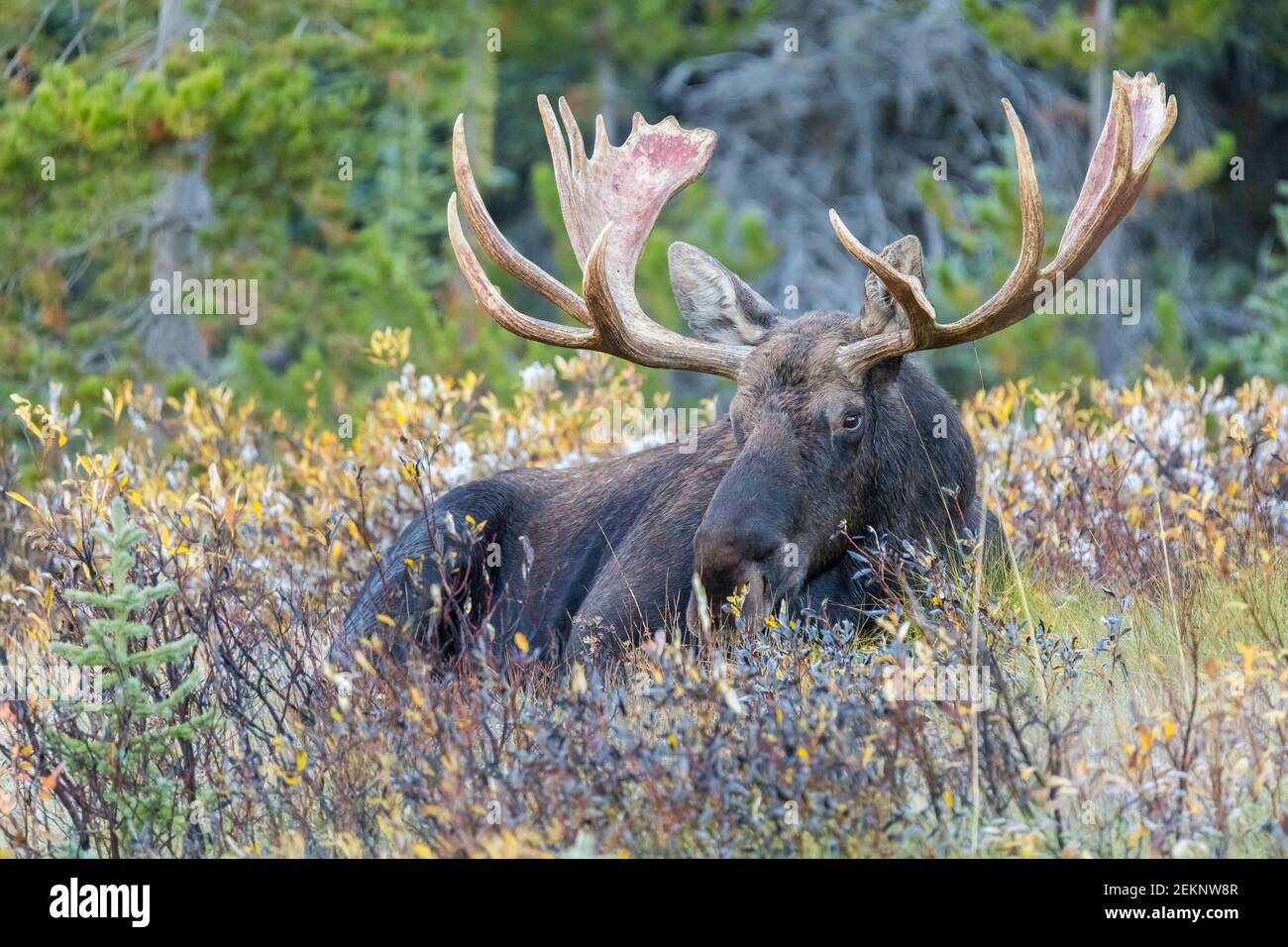 Bull Moose (Alces alces) with big antlers laying down on tall grass, resting during fall rutting season in the Canadian Rockies Stock Photo