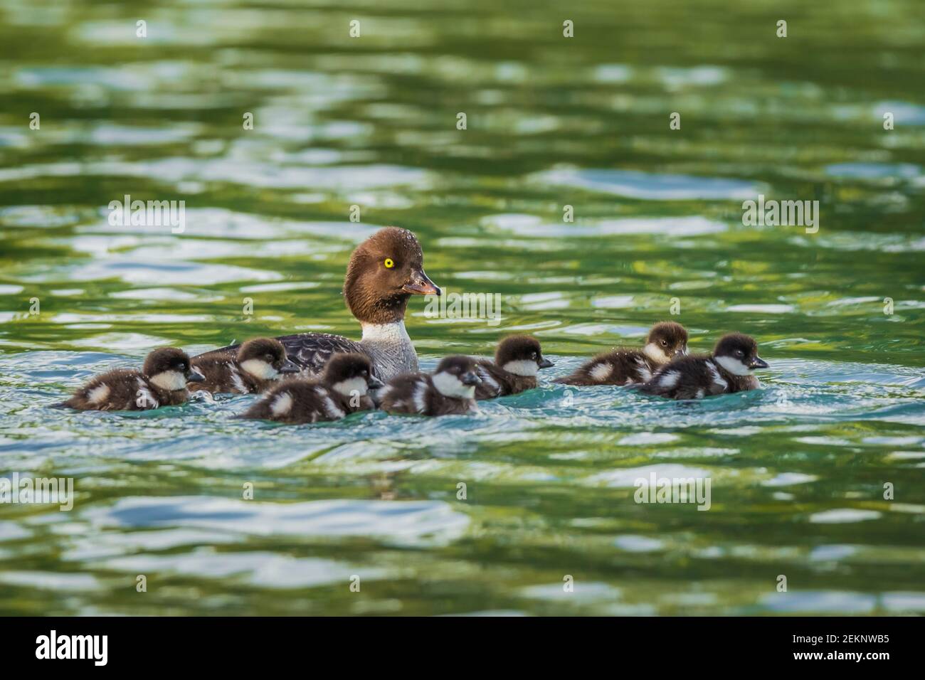 Family of eight Common Goldeneye (Bucephala clangula) ducks in a pond during spring. Seven ducklings swimming close to their mother. Stock Photo