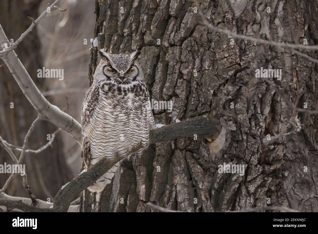 Great Horned Owl (Bubo virginianus) camouflaged against the bark of a tree during early spring, white and grey feathers and yellow eyes Stock Photo
