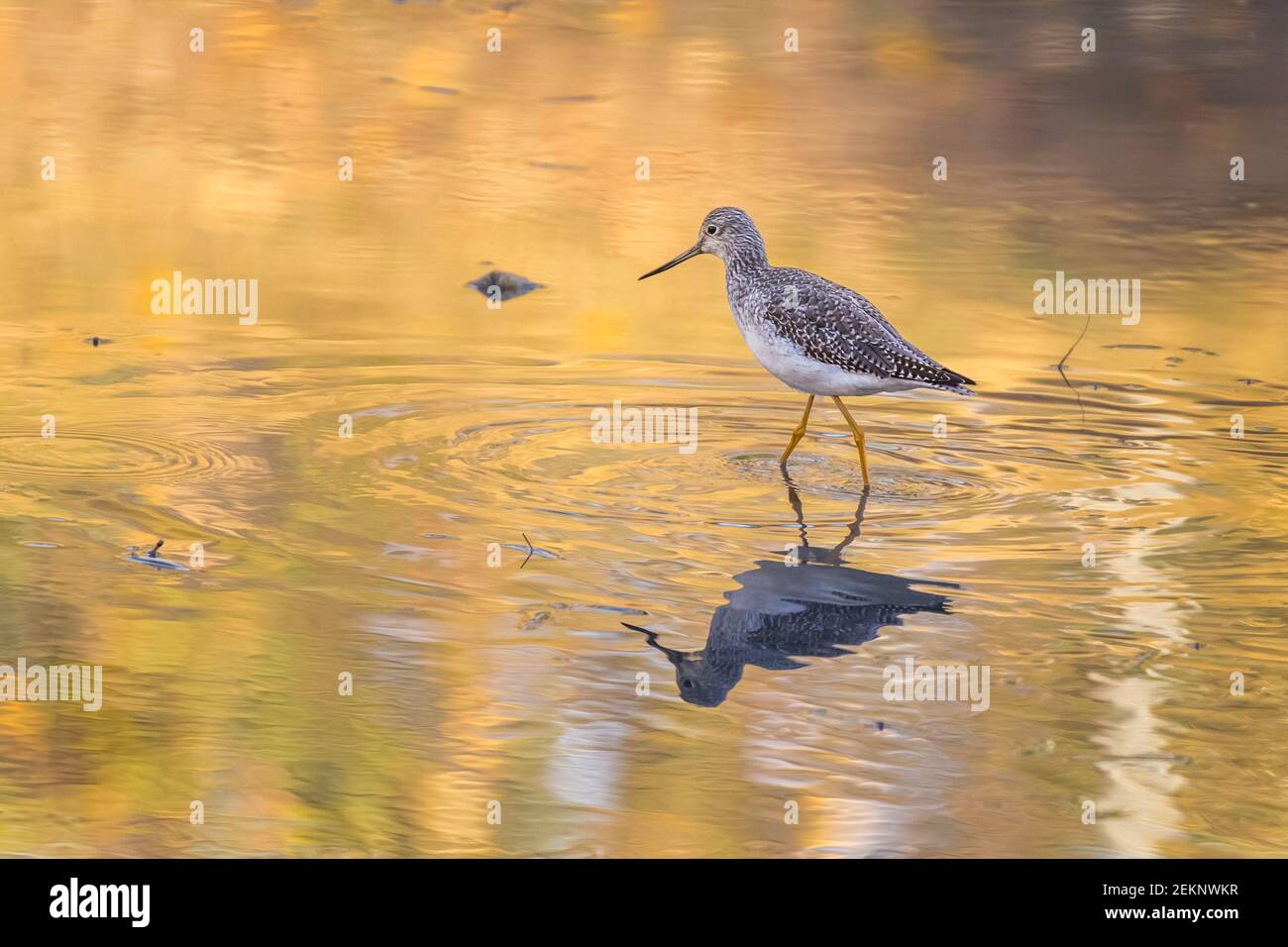Greater Yellowlegs (Tringa melanoleuca) feeding on shallow water with yellow reflections from leaves turning during fall Stock Photo