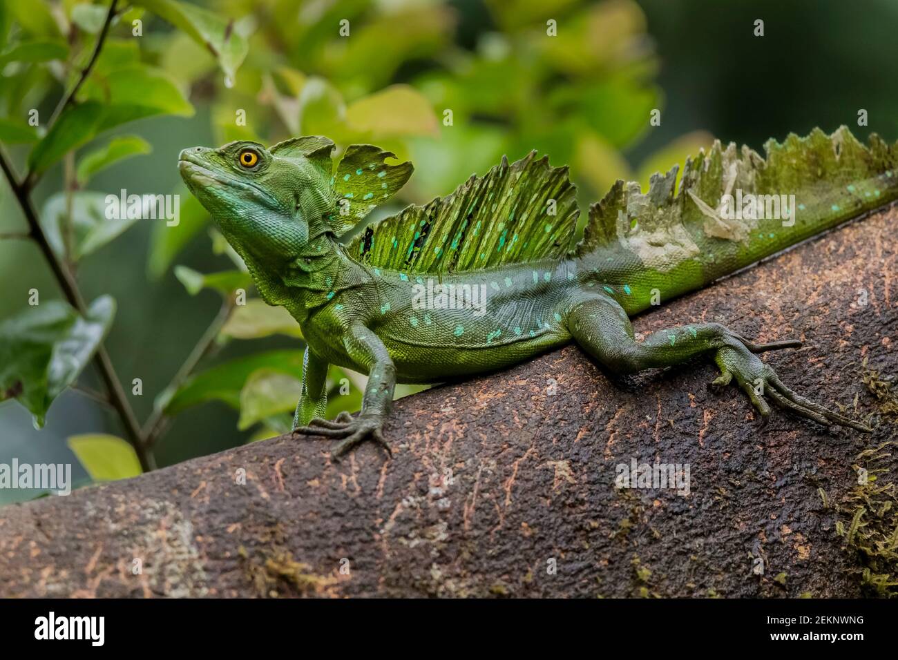 Green Basilisk lizard (Basiliscus plumifrons) (Jesus Christ Lizard) still on a tree trunk sunbathing in the rainforest Stock Photo