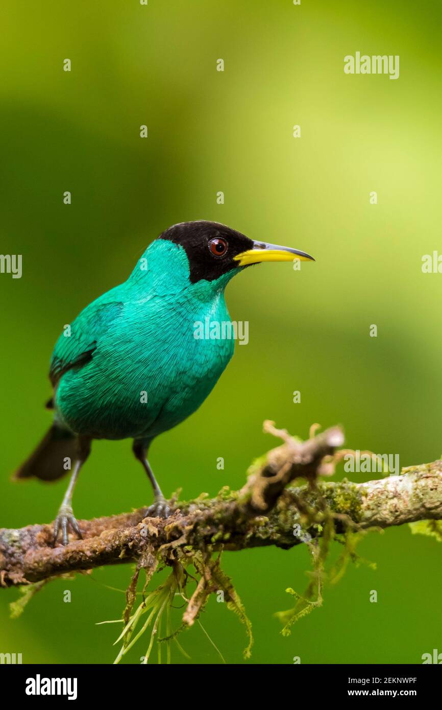 Closeup portrait of a male Green Honeycreeper (Chlorophanes Spiza), perched showing its profile and amazing turquoise plumage in the rainforest Stock Photo