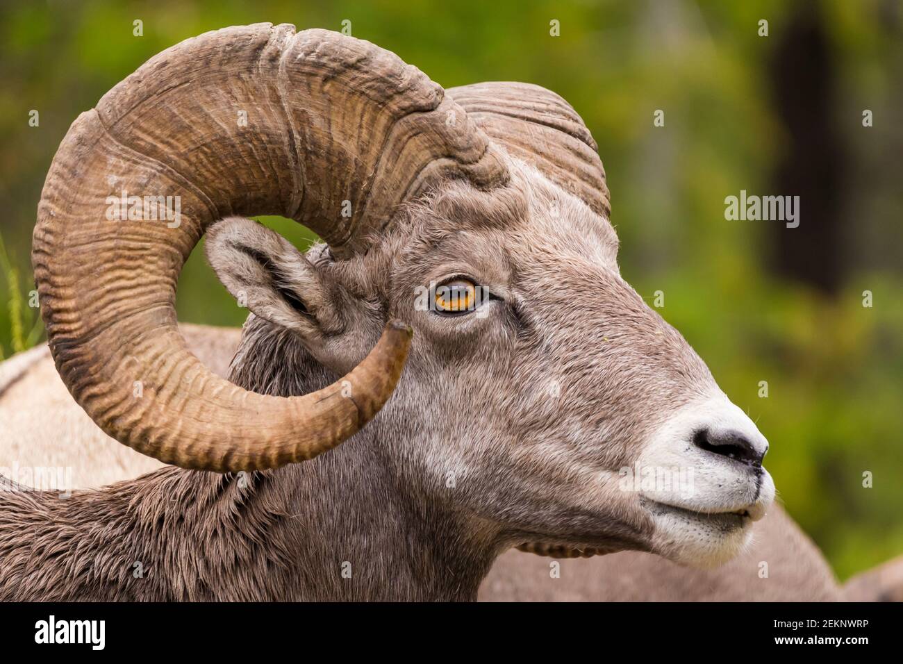 Closeup portrait of a male bighorn sheep (Ram) (Ovis canadensis) during summer in the Canadian Rockies Stock Photo