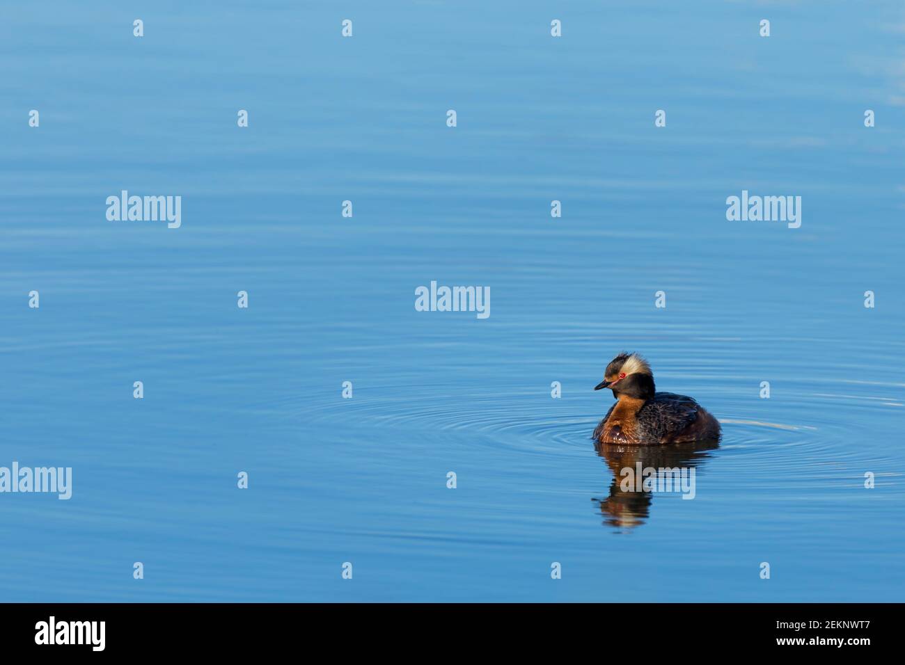 Horned Grebe (Podiceps Auritus) with breeding plumage reflected on the water during spring in Canada Stock Photo