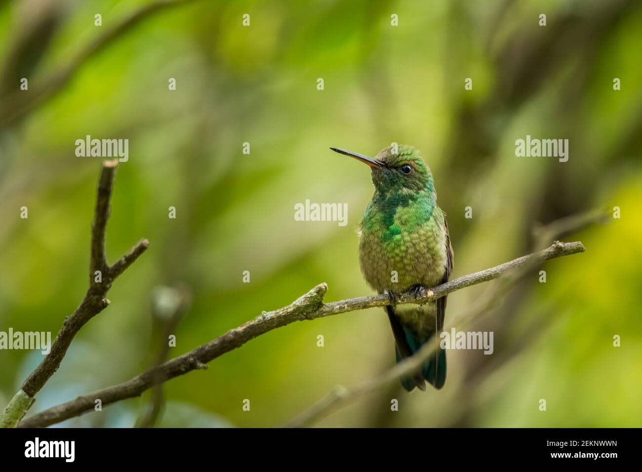Juvenile tiny hummingbird with green plumage staying still on a branch Stock Photo