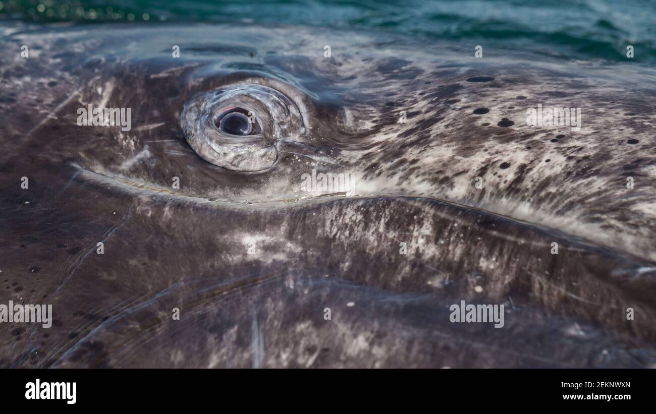 Eye closeup of innocent juvenile gray whale calf (Eschrichtius robustus), curiously inspecting above the ocean in the west coast of Mexico Stock Photo
