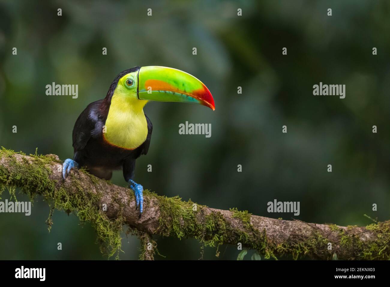 Keel-billed Toucan (Ramphastos Sulfuratus) with striking multicolored bill and contrast colors, green, orange, red, yellow, black and blue Stock Photo