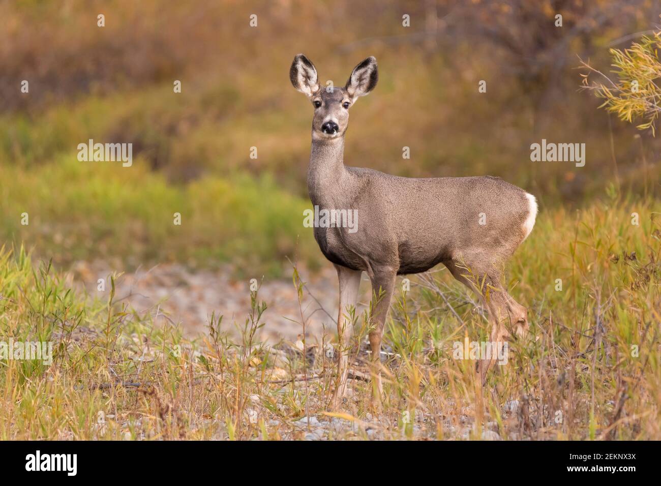 Mule Deer (female) (Odocoileus hemionus) with long ears alert between tall grass and shrubs during fall with yellow and green foliage Stock Photo