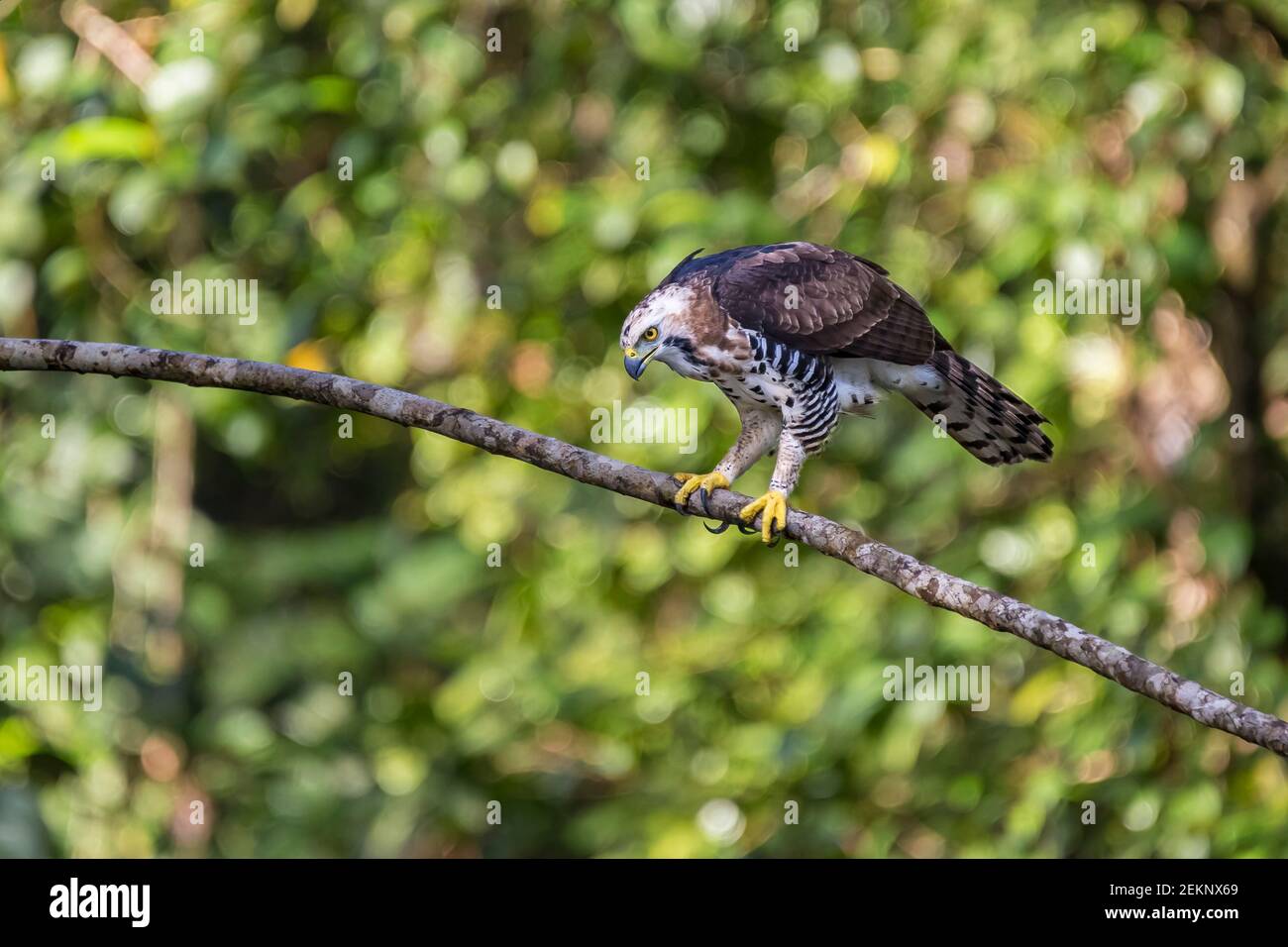 Juvenile Ornate Hawk-Eagle (Spizaetus ornatus) hunting with intense concentration and look on its eyes, Costa Rica Stock Photo