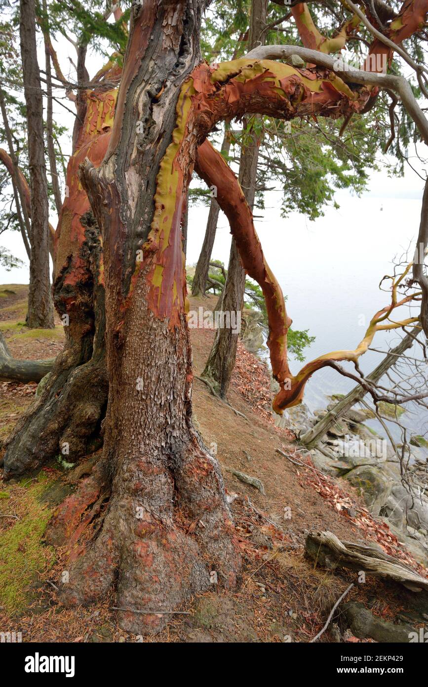 Arbutus tree at Panther Point, Wallace Island, Gulf Islands, British Columbia, Canada Stock Photo