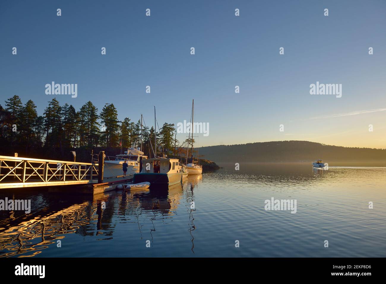 Boats at the dock in Conover Cove with a motorboat exiting at sunset, Wallace Island, Gulf Islands, British Columbia, Canada Stock Photo