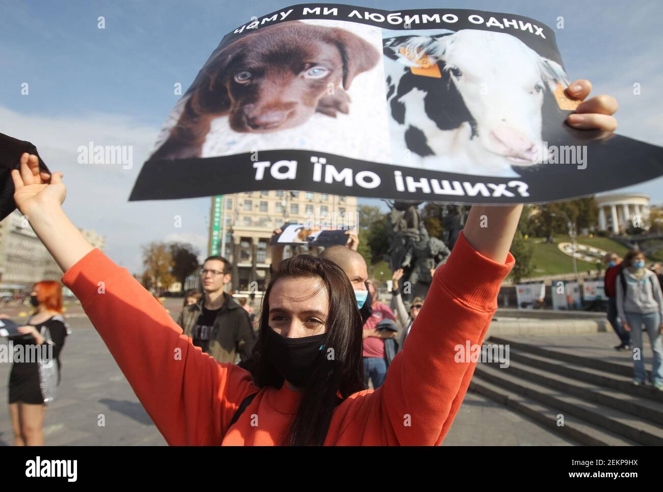 Cows Protest A protester holding a placard with pictures of a dog and a cow, during ...