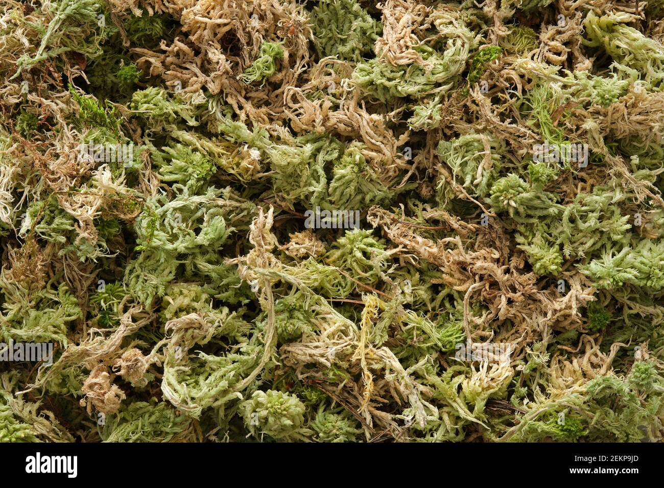 Sphagnum moss for orchids on a white isolated background, top view Stock  Photo by ndanko