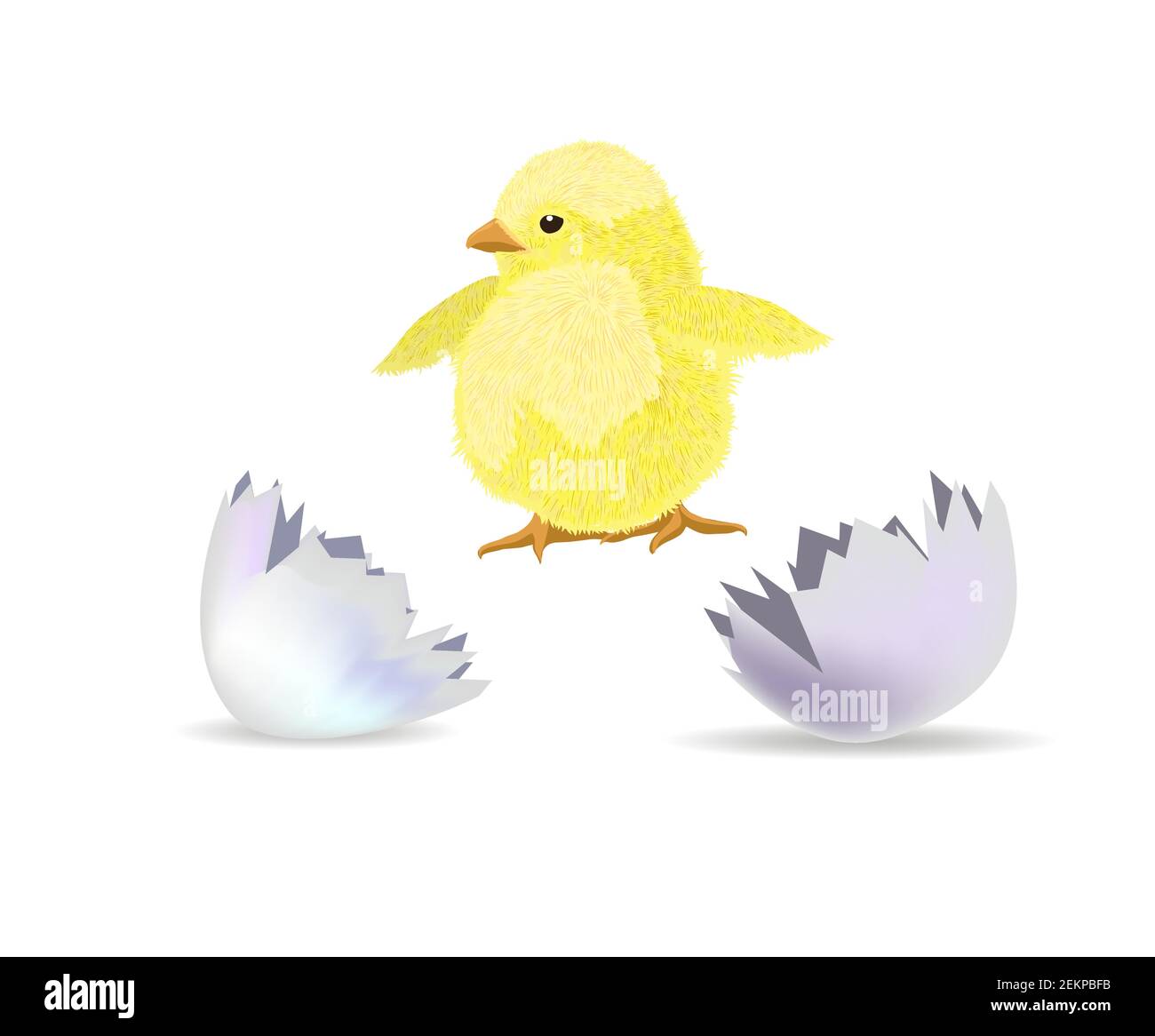The chicken hatched from the shell. Vector illustration Stock Vector
