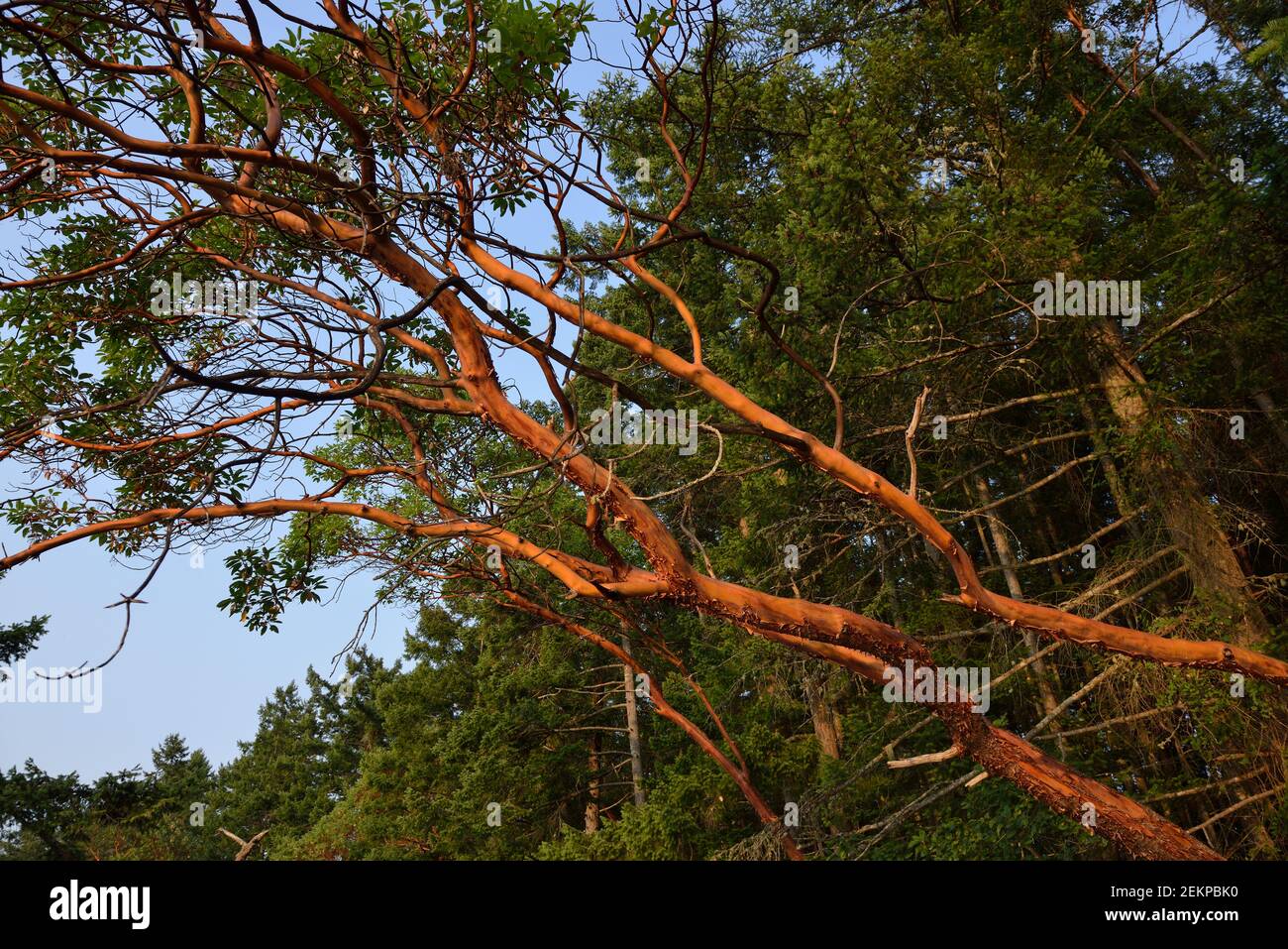 Arbutus tree (Arbutus menziesii), Russell Island, British Columbia, Canada Stock Photo