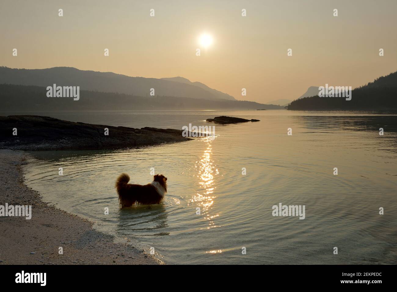 Sheltie playing on the shell beach at sunset, Russell Island, British Columbia, Canada Stock Photo