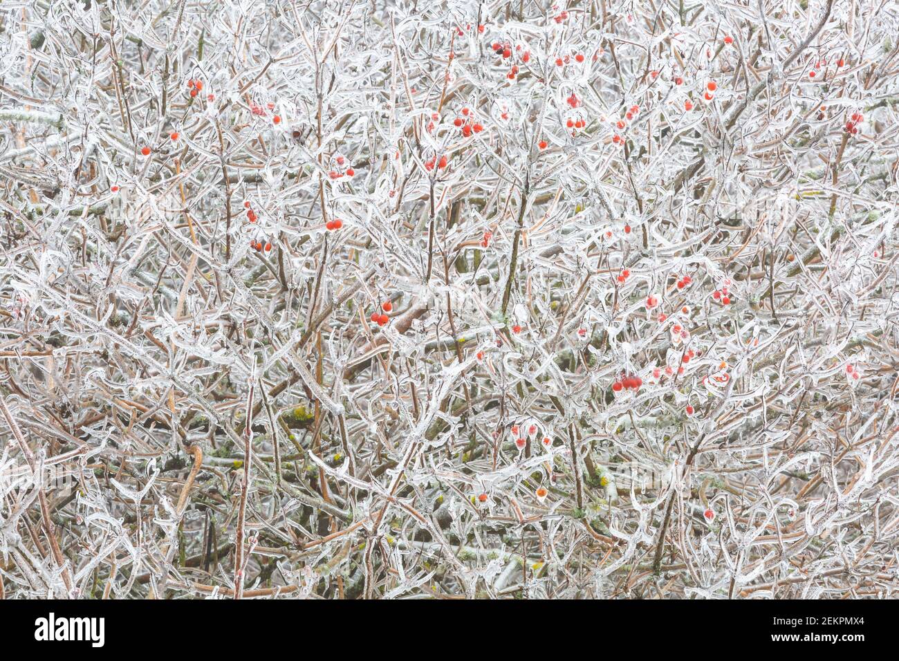 Ice-locked shrub in the countryside of Turiec region, Slovakia. Stock Photo