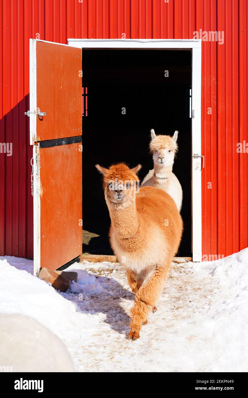 Winter view of furry alpaca in the snow in a farm in New Jersey Stock