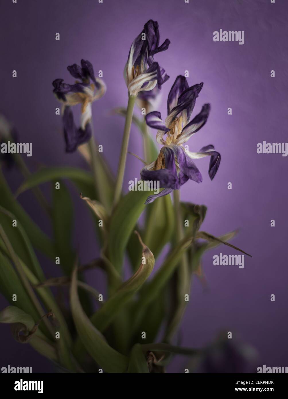 Purple faded flower against purple wall background Stock Photo