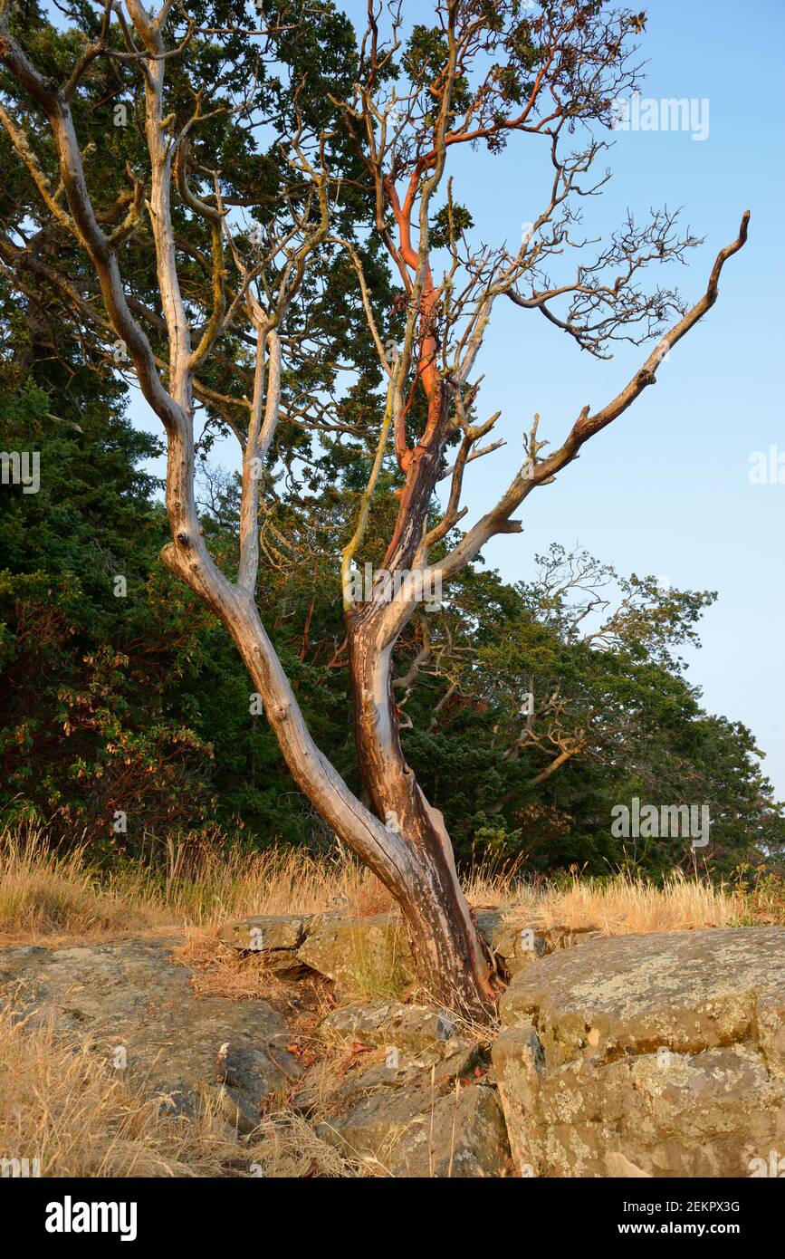 Arbutus tree (Arbutus menziesii) growing on the rock, Russell Island, British Columbia, Canada Stock Photo