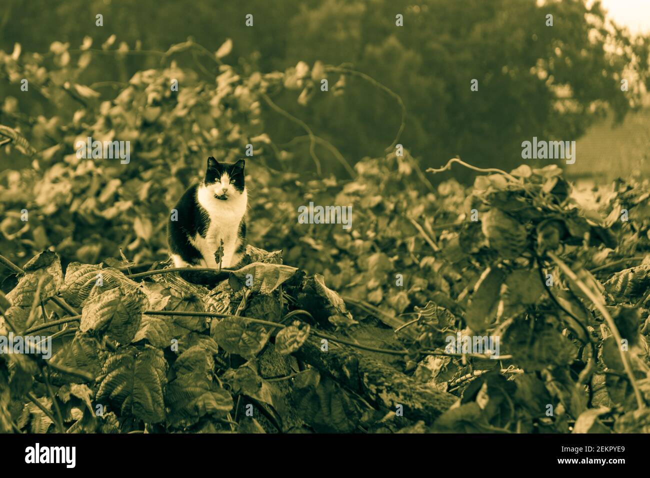 black and white cat perched on top of leaves Stock Photo