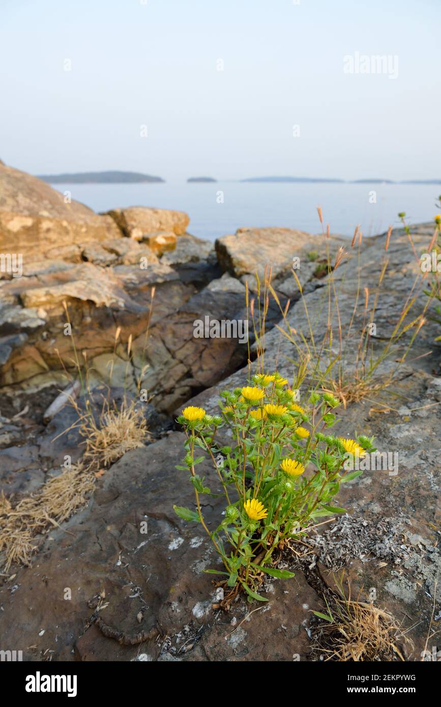 Islands wildflowers yellow hires stock photography and images Alamy