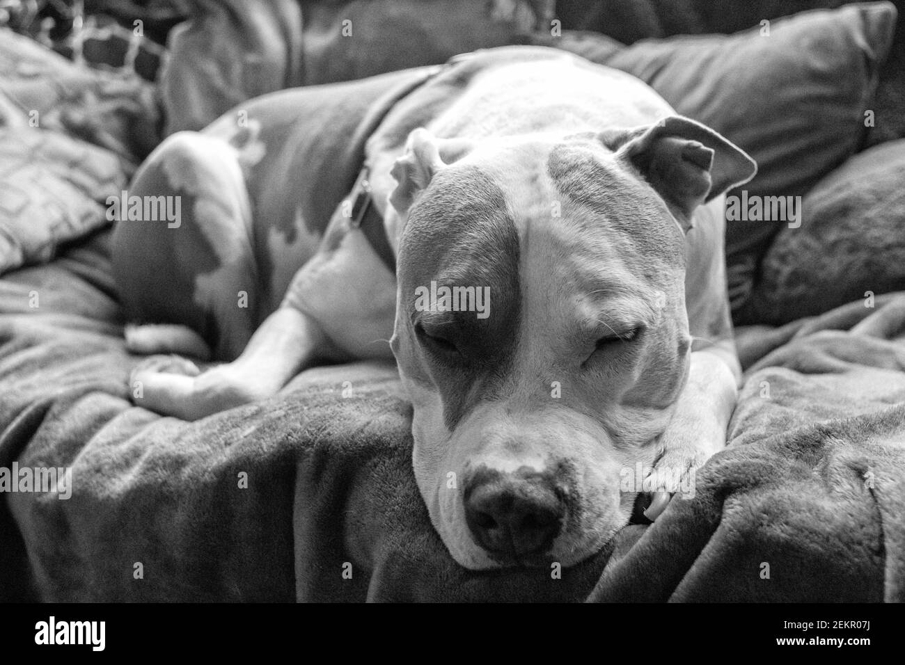 A mixed breed pitbull dog (American Staffordshire and American) (Canis lupus familiaris) dozes on a couch. Stock Photo
