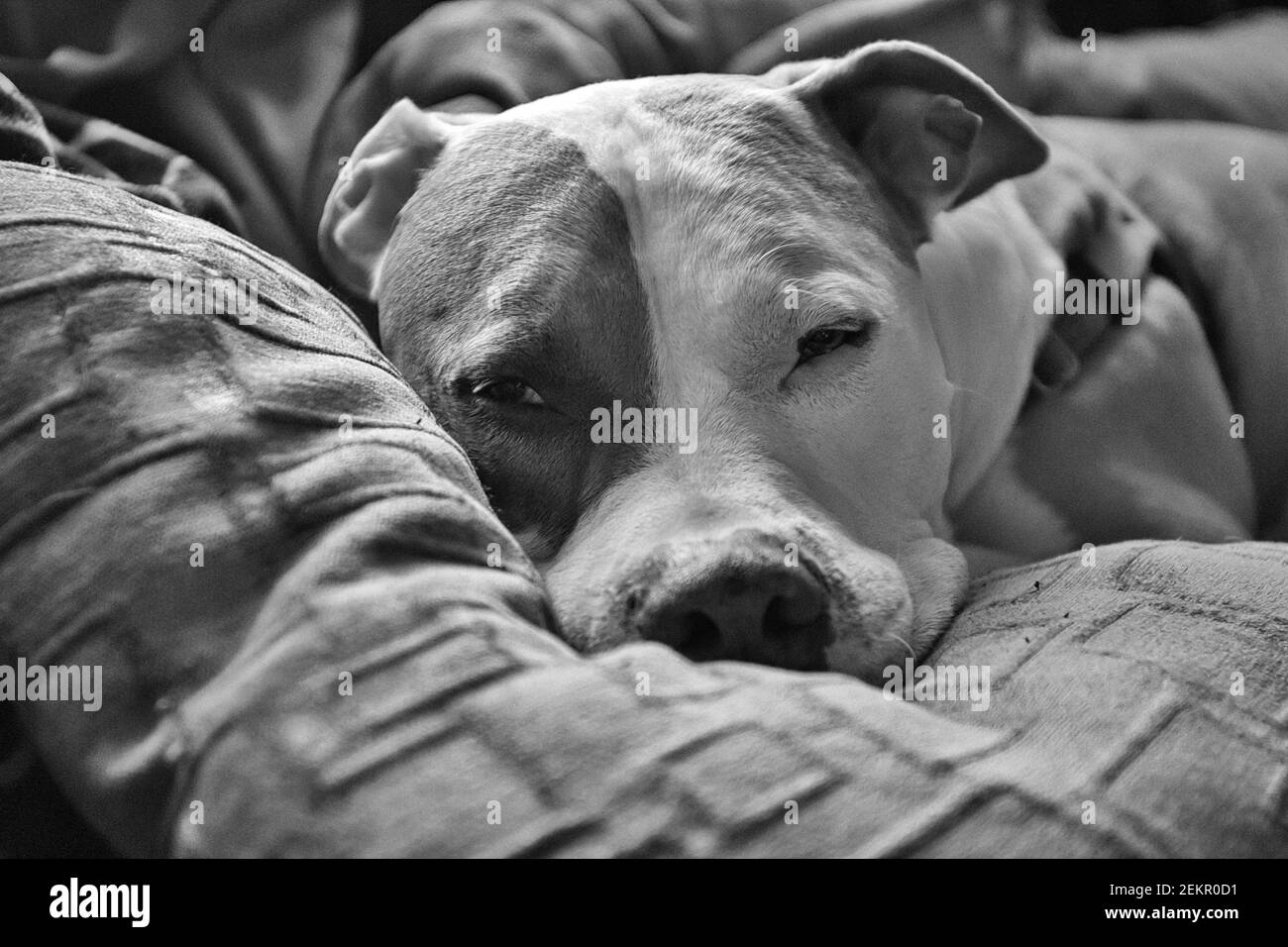 A mixed breed pitbull dog (American Staffordshire and American) (Canis lupus familiaris) dozes on a couch. Stock Photo