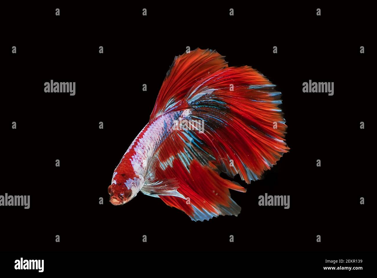 Siamese betta fighting fish in black background Stock Photo