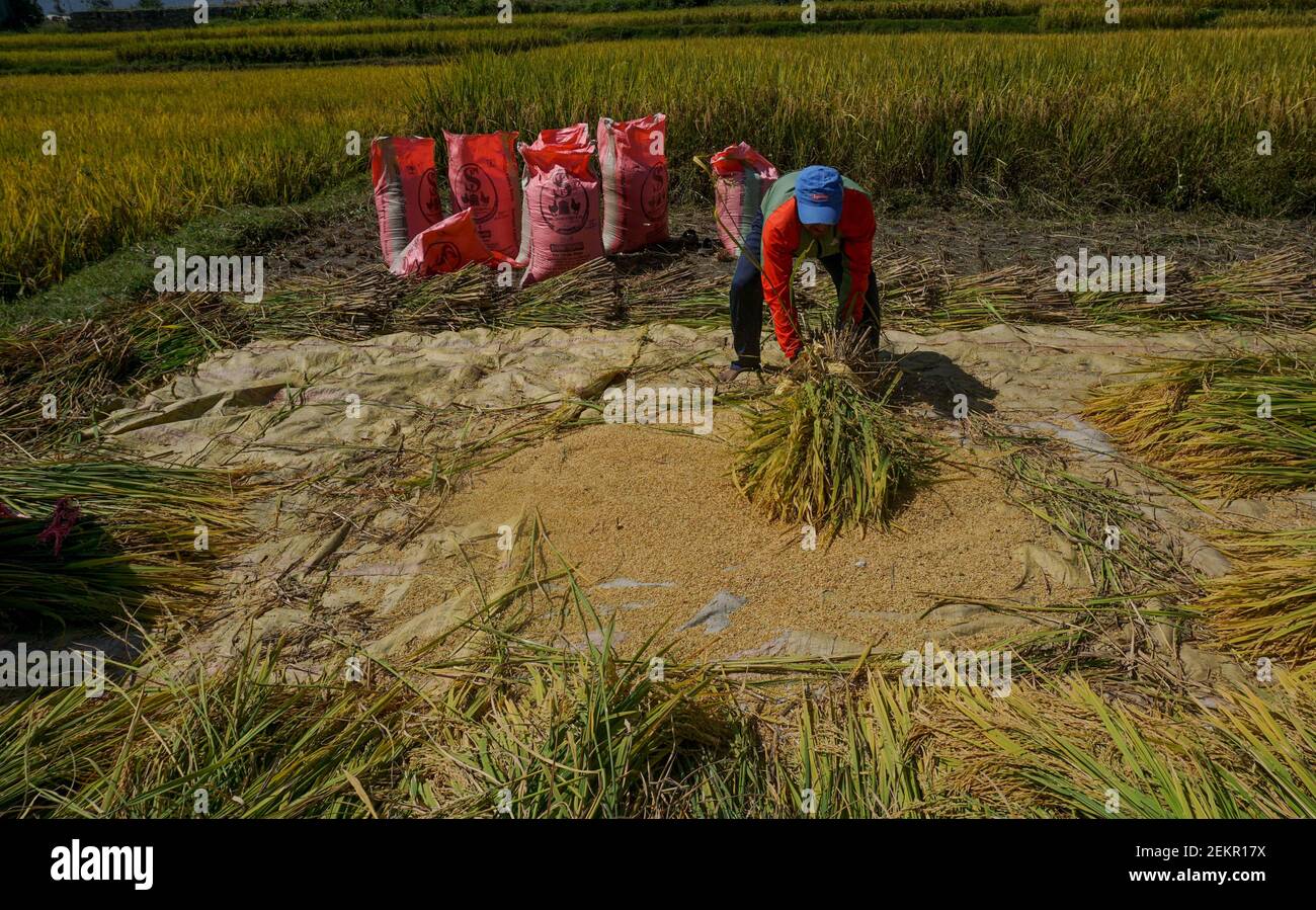 Nepal Crops Rice Nepalese farmers harvest rice crops at the paddy field. Agriculture ...