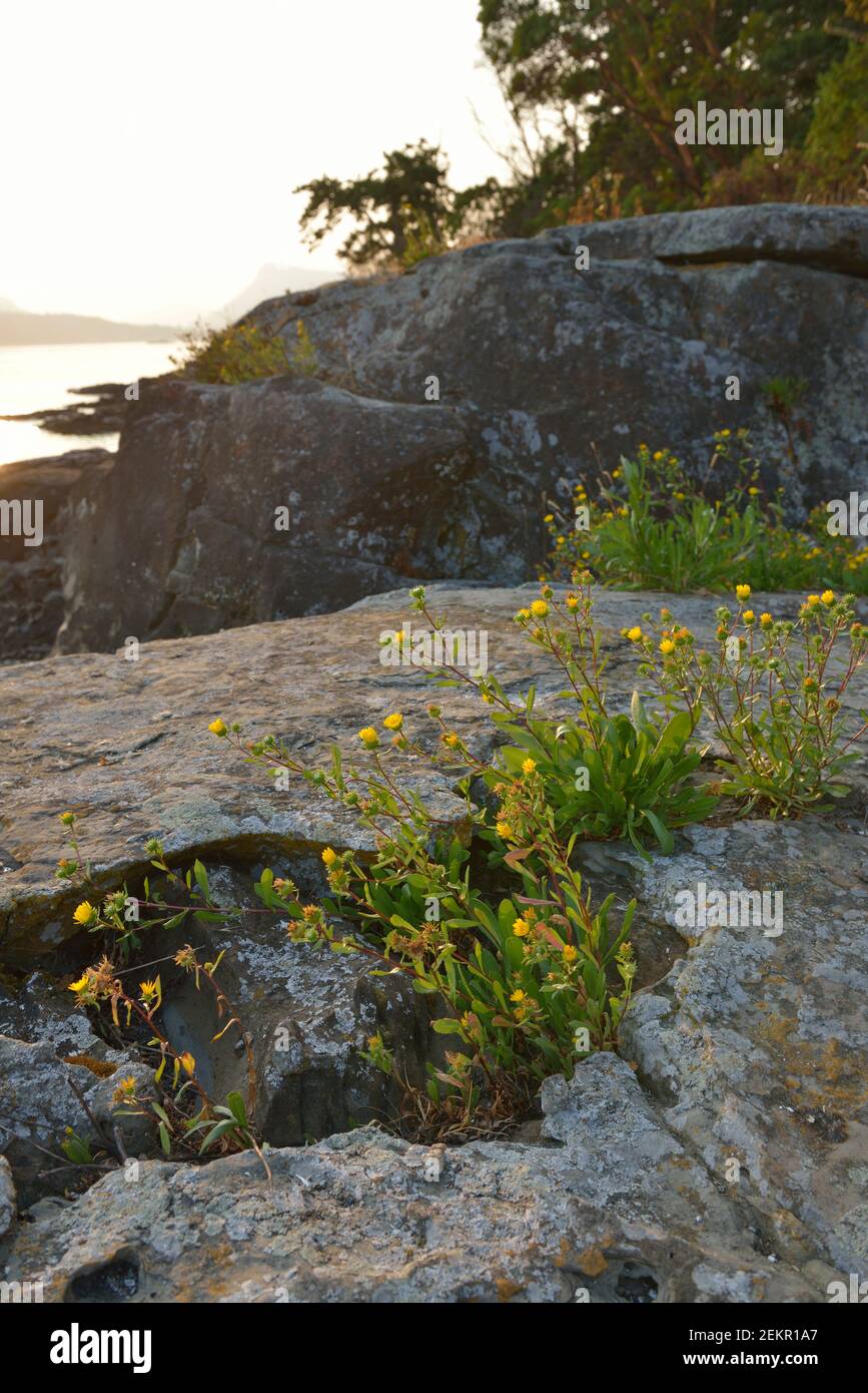 Yellow wildflowers on the rocks, Russell Island, British Columbia, Canada Stock Photo