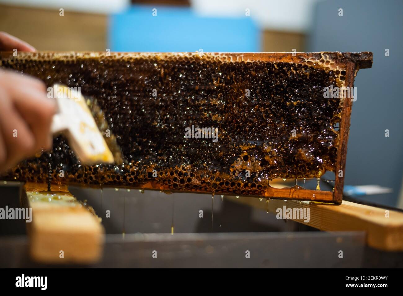 Uncovering the honeycombs with the scraper by hand, honey harvest. Stock Photo