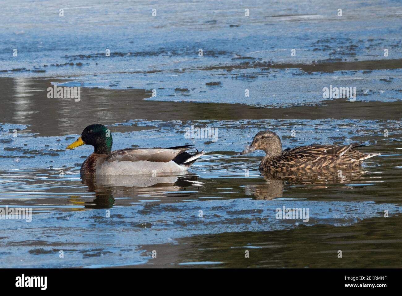 Mallard Ducks (Anas platyrhynchos) male and female, swimming in icy ...