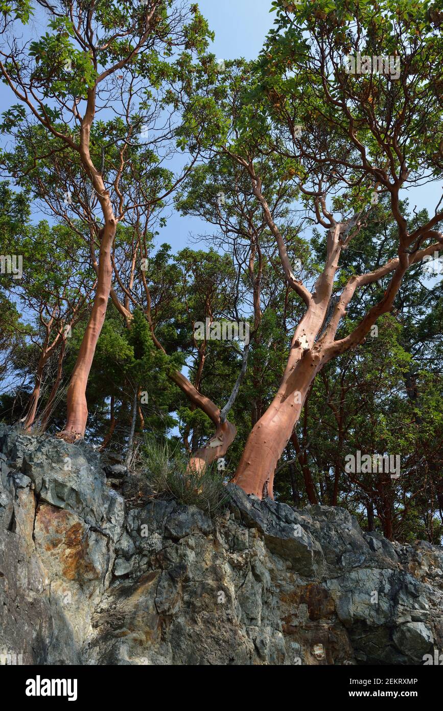 Arbutus trees (Arbutus menziesii) on the tall cliffs, Russell Island, British Columbia, Canada Stock Photo