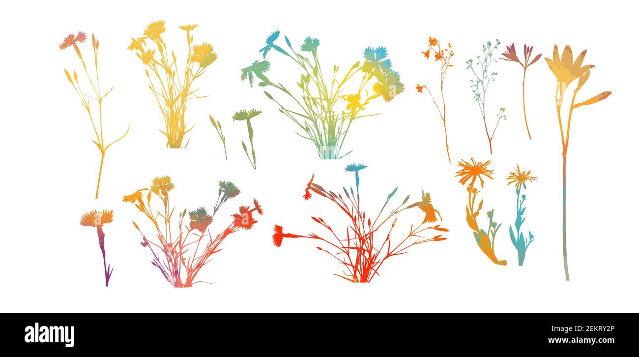multicolored Alpine willowherb flowers isolated on white. mountain carnation multicolored objects. Vector illustration Stock Vector