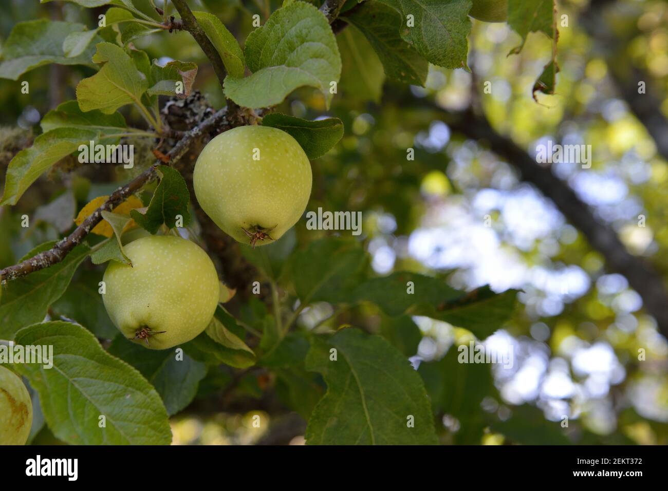 Apples in the old orchard on Russell Island, British Columbia, Canada Stock Photo