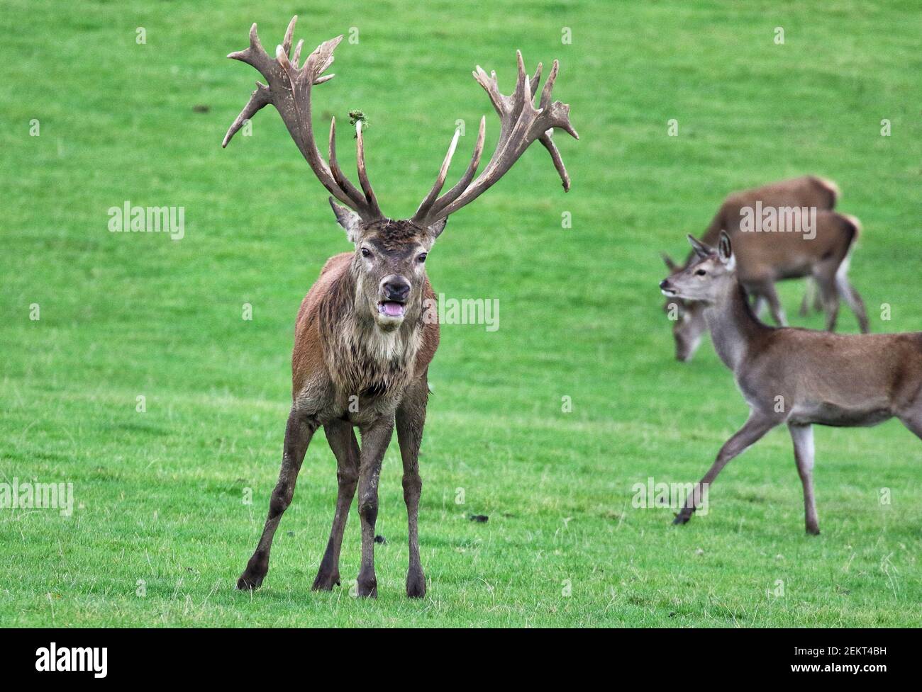kantsten Betydelig tub A red deer stag bellows to assert his presence at the Woburn Deer Park in  Bedfordshire at the start of the rutting season. (Photo by Keith Mayhew /  SOPA Images/Sipa USA Stock