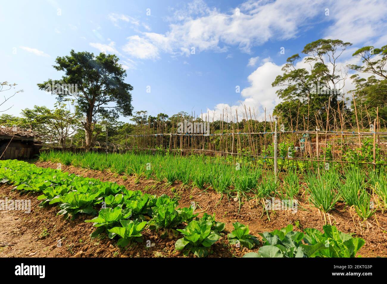 Sunny view of a little vegetable farm garden at Yilan, Taiwan Stock Photo