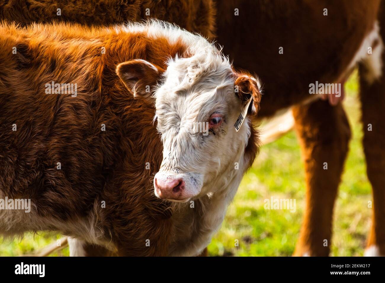 Cow in the pasture Stock Photo