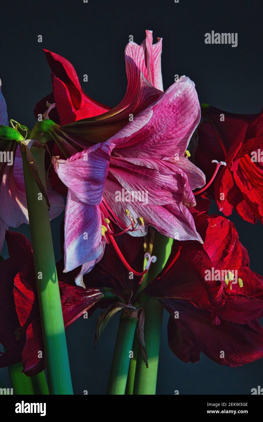 Red and white amaryllis hires stock photography and images Alamy
