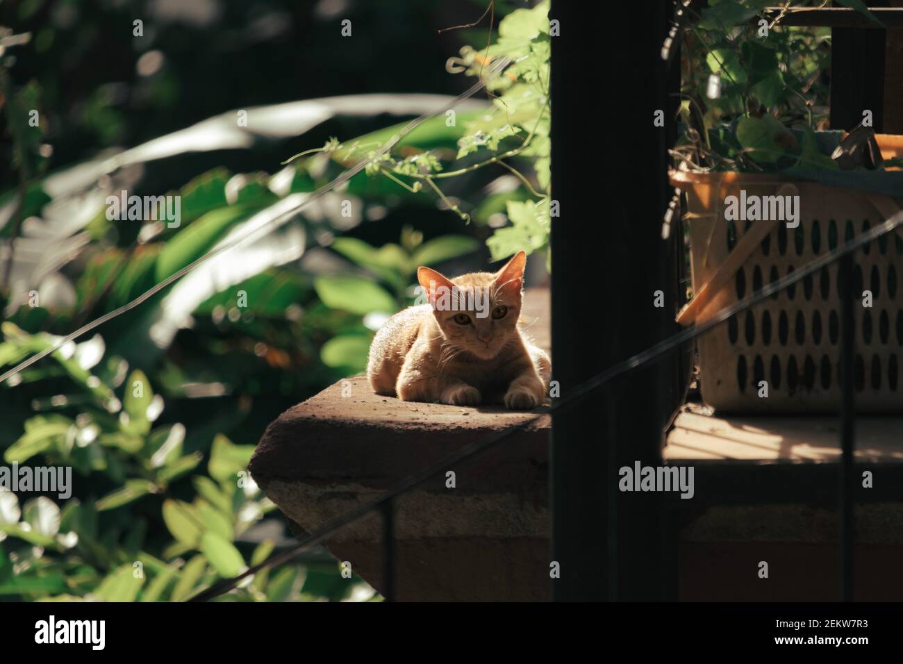 A cat sunbathing in a garden Stock Photo
