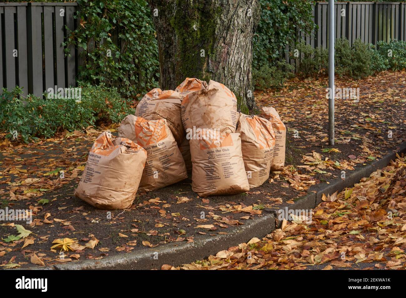 Compostable leaf collection bags sitting on the sidewalk in the fall