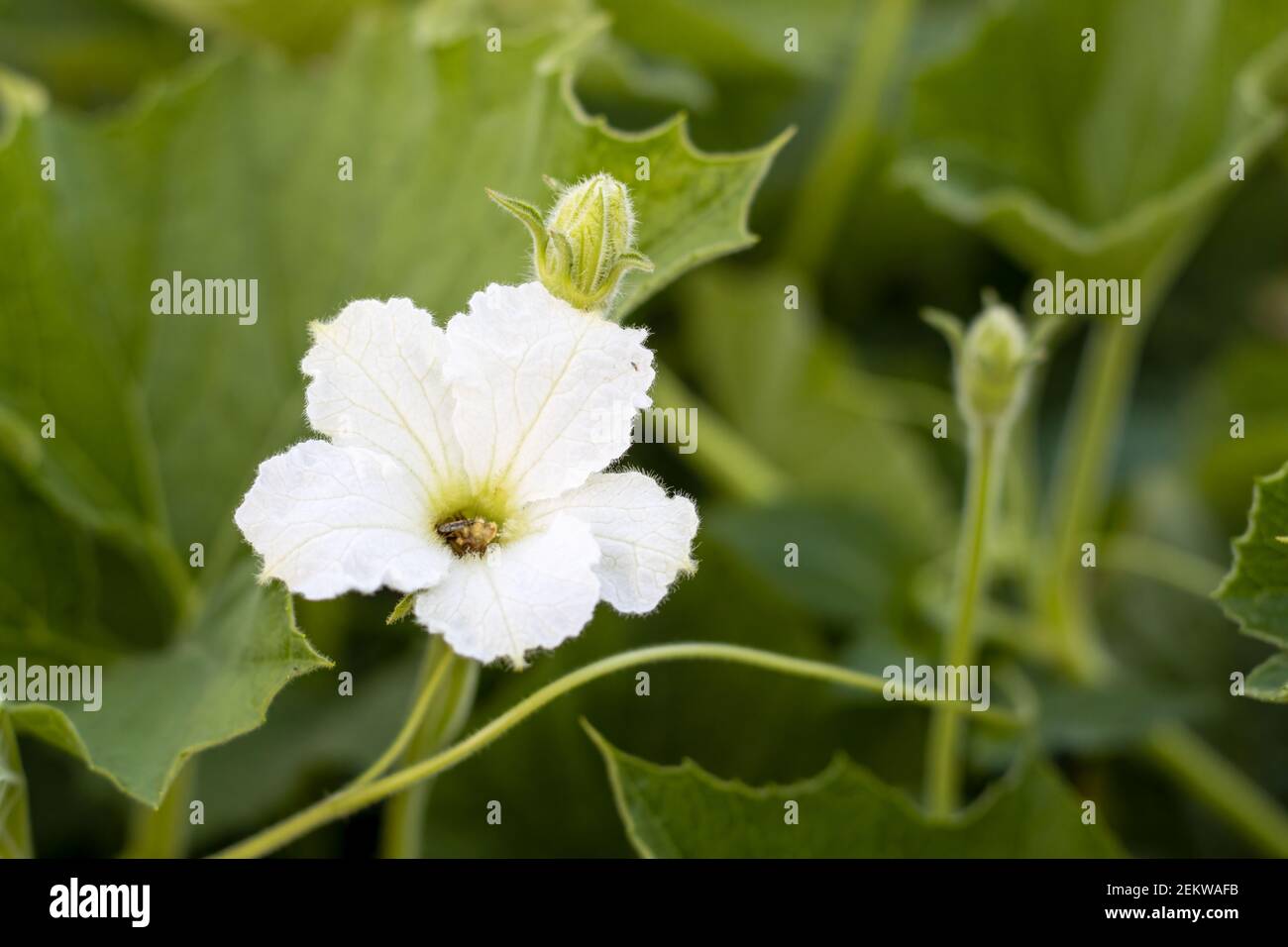 Bloomed white bottle gourd flower close up background Stock Photo Alamy