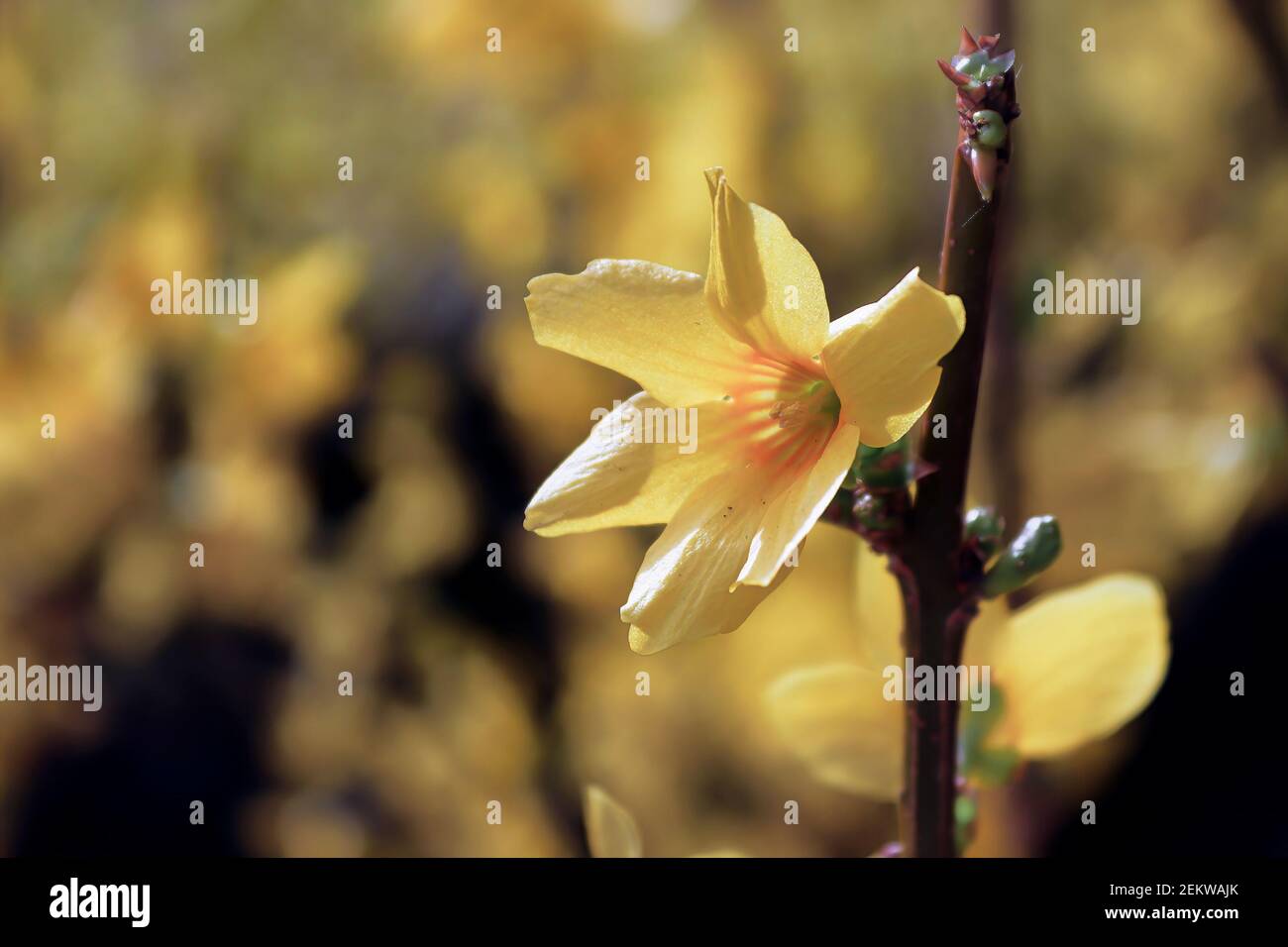 A golden flower on a forsythia in spring Stock Photo