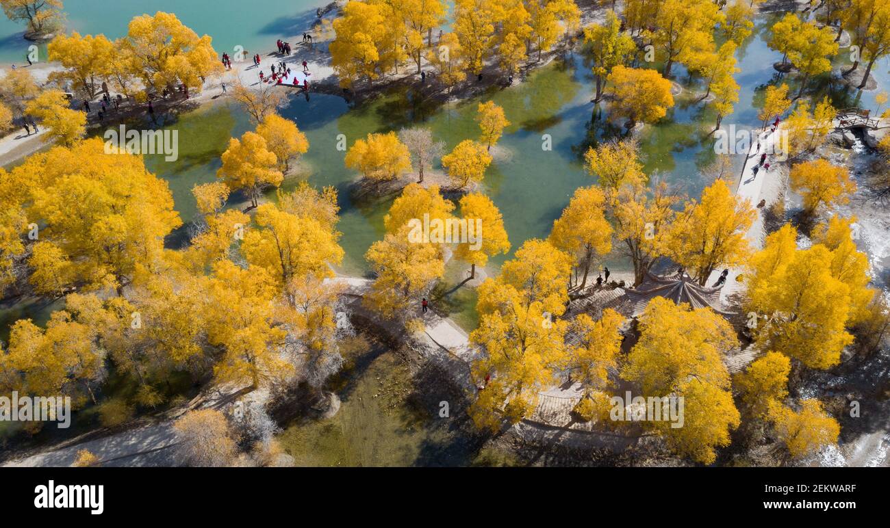 GansuÃ¯Â¼Å’CHINA-October 15, 2020, Jiuquan, Gansu province, the golden autumn, located in Jinta County, Jiuquan City, Gansu Province, the Golden Poplar forest scenic spot in the Jinta desert poplar, the best viewing period, the golden poplar forest in the sunlight under the dazzling, beautiful, attracting tourists from all over the place to come to see.(EDITORIAL USE ONLY. CHINA OUT) (Photo by /Sipa USA) Stock Photo