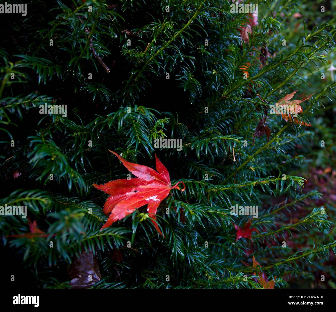 Autumn scene, fall scene. Vibrant, leaves, gardens, changing seasons, October, November, seasonal, Thanksgiving, red leaf on pine branches, fall Stock Photo